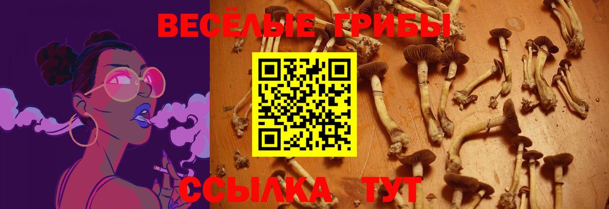 Псилоцибиновые грибы Psilocybe Ярославль